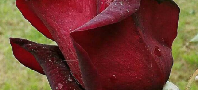 Роза Explorer (Эксплорер): описание и фото, отзывы