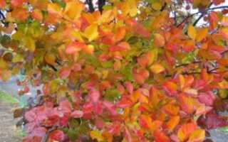 Боярышник сливолистный: описание и фото