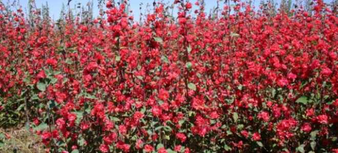 Кларкия изящная: выращивание из семян, фото цветов на клумбе