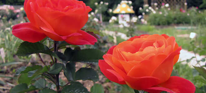 Роза флорибунда Super Trouper (Супер Трупер)