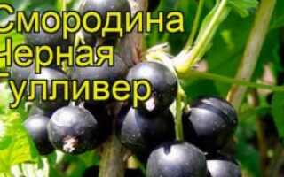 Черная смородина Гулливер