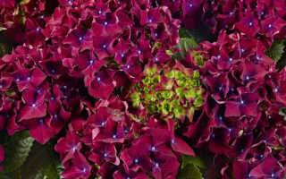 Гортензия крупнолистная Royal Red (Роял Ред)