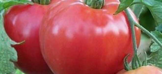 Томат Мишка Косолапый — характеристика и описание сорта, отзывы