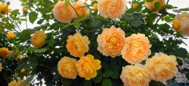 Роза Остина Голден Селебрейшен (Golden Celebration): фото и описание