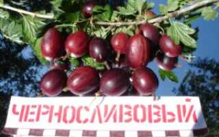 Крыжовник Черносливовый