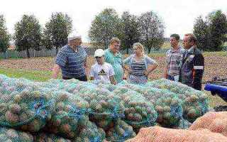 Белорусские сорта картофеля