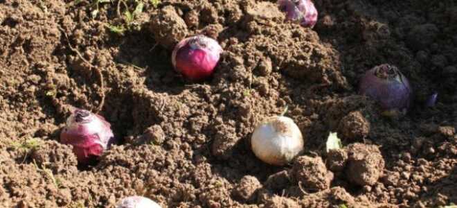 Когда и как сажать гиацинты в открытый грунт осенью