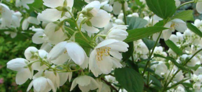 Жасмин садовый (чубушник) Воздушный десант: описание, посадка и уход