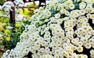 Ромашковые хризантемы: как называются, лучшие сорта, фото цветов