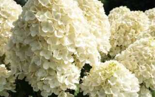 Гортензия Summer Snow (Саммер Сноу): описание, фото, отзывы