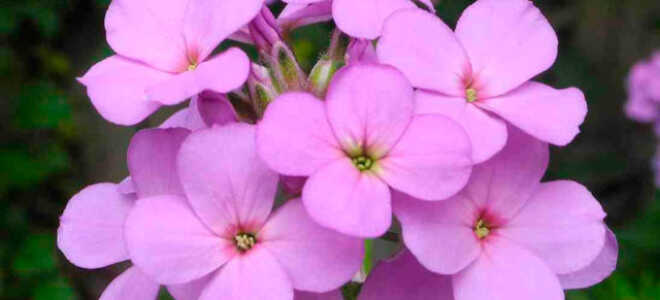 Вечерница (ночная фиалка): посадка и уход, фото цветка