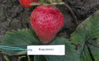 Клубника Кардинал