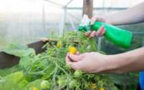 5 простых и доступных подкормок для томатов: рассада растет, как на дрожжах