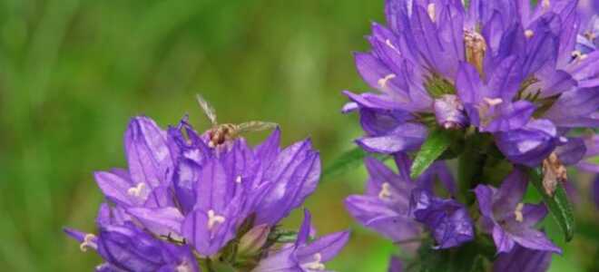 Колокольчик сборный (скученный): описание, посадка и уход, фото