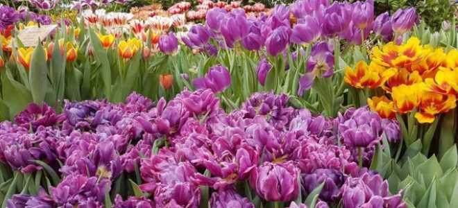 Махровые тюльпаны: описание, сорта с фото и названиями