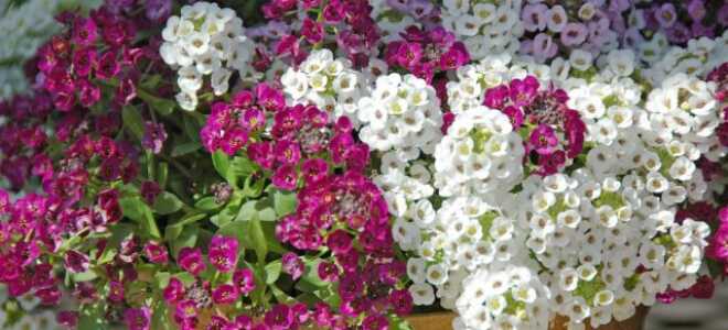 Алиссум ампельный: описание, сорта, выращивание, фото