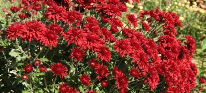 Красные хризантемы: сорта, фото цветов с названиями