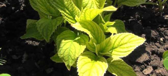 Желтеют листья у гортензии: что делать, чем подкормить