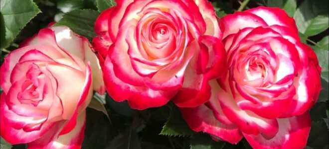 Роза флорибунда Jubile du Prince de Monaco (Жюбиле дю Принц де Монако)