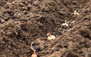 Посадка лука под зиму: лучшие сорта, условия выращивания и уход