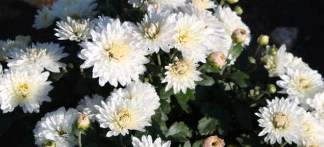 Белые хризантемы: виды и сорта с фото и названиями