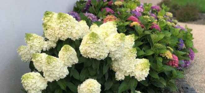 Гортензия метельчатая Magical Mont Blanc (Мэджикал Монблан)