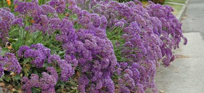 Статица (лимониум): описание, посадка и уход, фото на клумбе