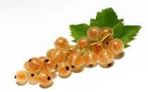 Белая смородина Ютерборгская, Уральская, Версальская, Белая фея