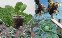 Самые распространенные болезни капусты