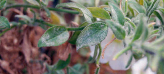 Чем обработать петунию от мучнистой росы