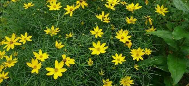 Кореопсис мутовчатый: описание, посадка и уход, фото