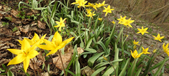 Тюльпан Biebersteiniana (Биберштейна): описание вида и фото