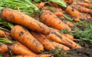 8 ошибок садовода, из-за которых урожай моркови быстро гниет