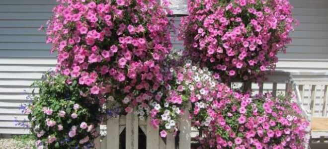 Диасция: когда сажать, выращивание из семян, фото