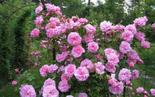 Роза канадская парковая Джон Дэвис (John Davis): фото и описание сорта