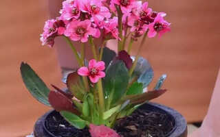 Бадан гибридный Dragonfly Sakura (Драгонфлай Сакура)