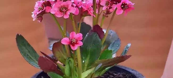 Бадан гибридный Dragonfly Sakura (Драгонфлай Сакура)