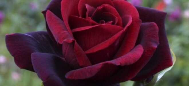 Роза Papa Meilland (Папа Мейланд): описание и фото, отзывы