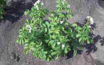 Температурные условия