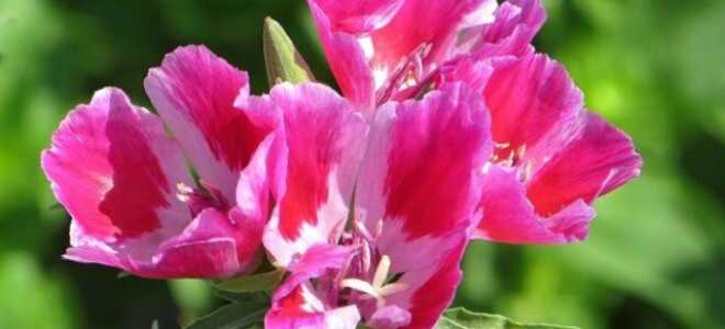 Годеция: выращивание из семян, как сеять, фото цветов