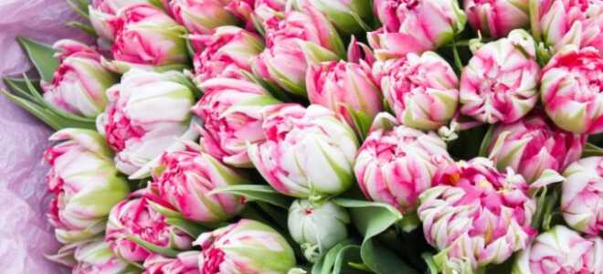 Пионовидные тюльпаны: названия и фото, посадка и уход