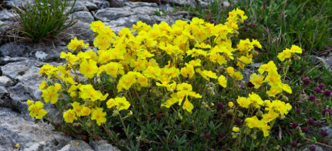 Каменный цветок (солнцецвет): посадка и уход, фото, отзывы