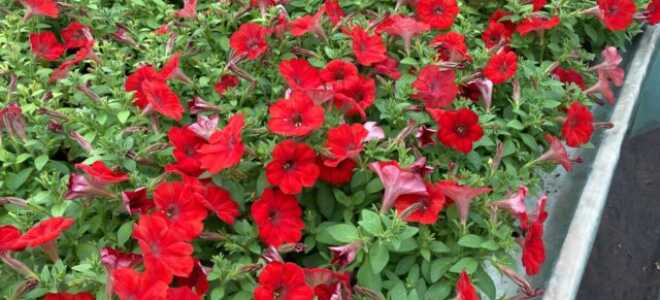 Цветы, похожие на петунии: фото с названиями и описанием