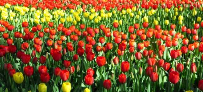 Как размножать тюльпаны в домашних условиях