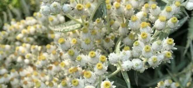 Жемчужник японский (анафалис жемчужный): описание, размножение, фото