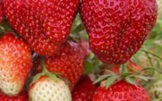 Клубника Маэстро: описание сорта + фото