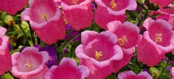 Колокольчик средний: выращивание из семян, когда сажать, фото