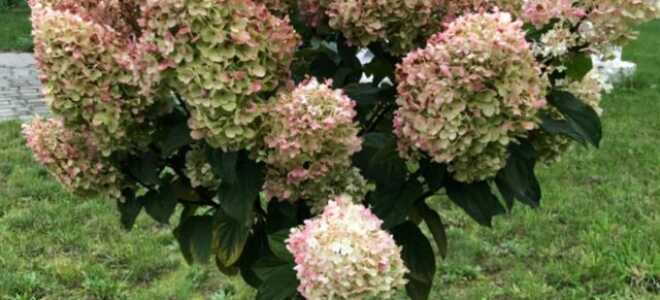Штамбовая гортензия: как вырастить, уход, пошагово