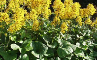 Ligularia hessei (Бузульник Хессей): посадка и уход, фото