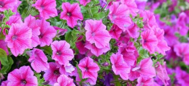 Почему петуния липкая и что делать